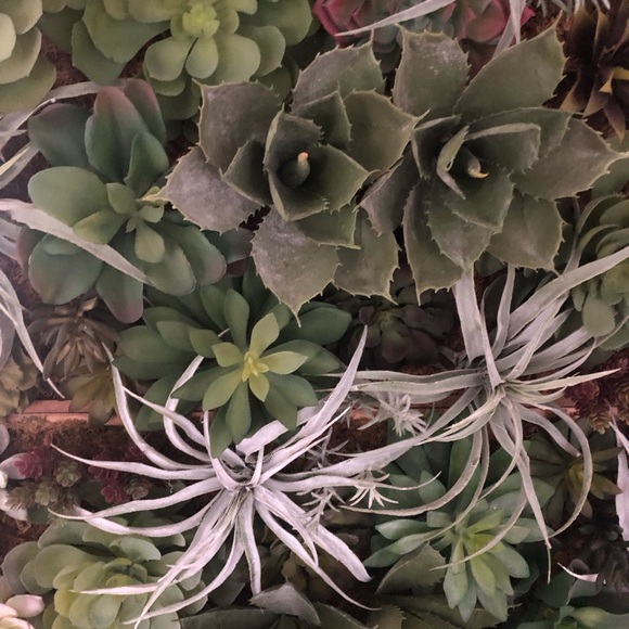 Pottery Barn Faux Succulent Wall Art Large - Picture 8 of 10